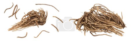 Dried Valerian root isolated on white background. Valeriana officinalis with full depth of field. Top view. Flat lay.
