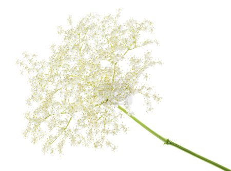 Photo for Elderberry flower or Sambucus nigra isolated on a white background - Royalty Free Image