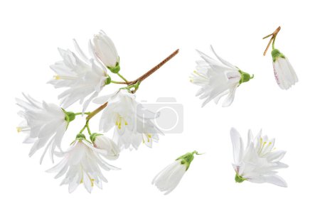 Deutzia Blumen isoliert auf weißem Hintergrund.