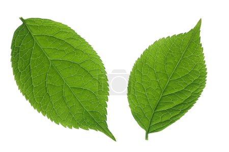 Photo for Elderberry leaf or Sambucus nigra isolated on a white background - Royalty Free Image