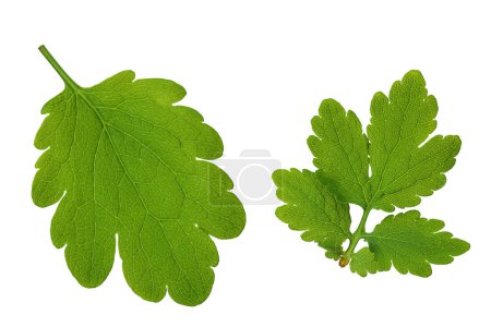 Celandine leaf isolated on white background. Top view. Flat lay.