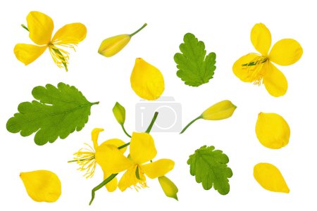 Celandine flower isolated on white background. Top view. Flat lay.