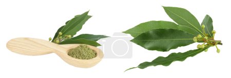 Fresh and ground Laurel leaves in wooden spoon isolated on white background. Green bay leaf.