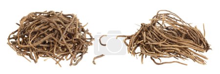 Dried Valerian root isolated on white background. Valeriana officinalis with full depth of field