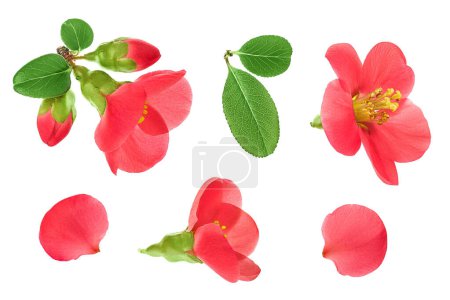 Chaenomeles speciosa or japanese quince flower isolated on white background.