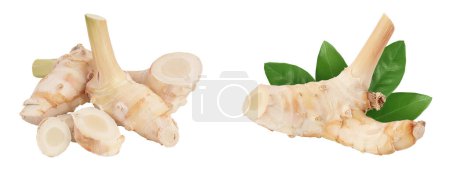 Fresh galangal root with slices isolated on white background with full depth of field