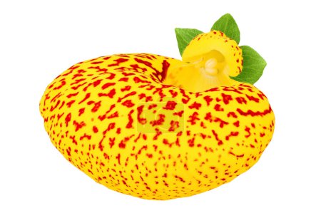 Calceolaria flower isolated on white background. Top view. Flat lay.