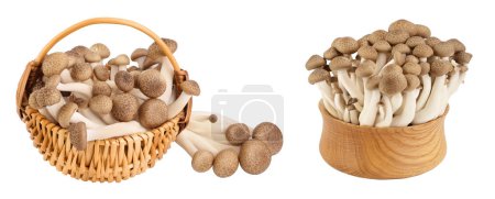 Brown beech mushrooms or Shimeji mushroom in wicker basket and wooden bowl isolated on white background with full depth of field