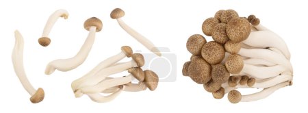 Braune Buchenpilze oder Shimeji-Pilze isoliert auf weißem Hintergrund mit Schnittpfad. Draufsicht, flache Lage,