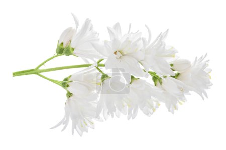 Deutzia Blumen isoliert auf weißem Hintergrund.