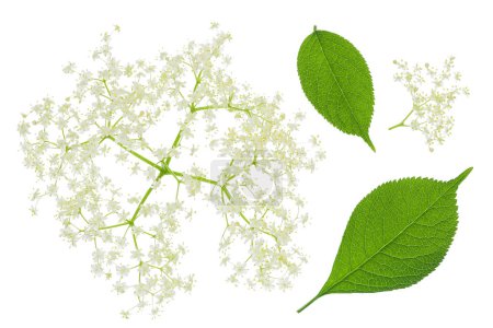 Holunderblüte oder Sambucus nigra isoliert auf weißem Hintergrund