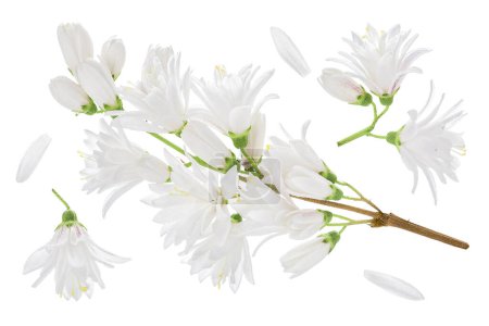deutzia flowers isolated on a white background.