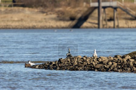 Photo for Various waterfowl on the Elbe - Royalty Free Image