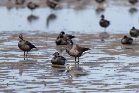 Photo for Several brant geese on the mudflats, close-up - Royalty Free Image