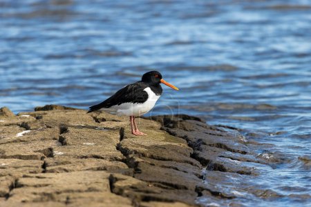 Photo for Oystercatcher stands on stones on the shore - Royalty Free Image