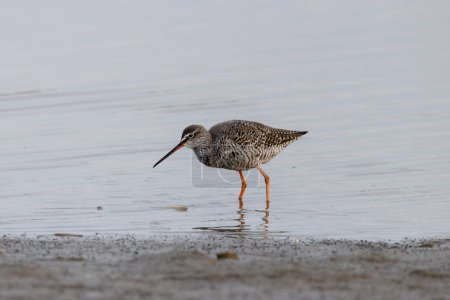 Photo for Redshank foraging in the waterRedshank foraging in the water - Royalty Free Image