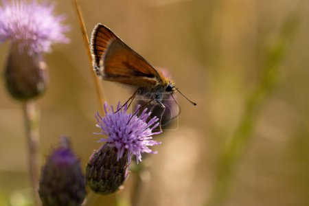 Téléchargez les photos : Papillon skipper couleur rouille sur le côté d'un chardon - en image libre de droit