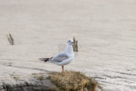 Photo for Seagull stands in the mud flats, close-up - Royalty Free Image