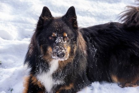 Téléchargez les photos : Face de chien avec neige - en image libre de droit