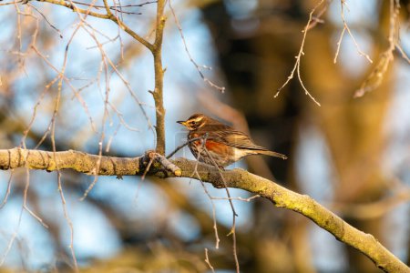 Photo for Redwing on a branch, side view - Royalty Free Image