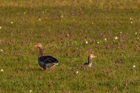 Photo for 2 gray geese on a meadow with chess flowers - Royalty Free Image