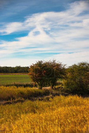 Téléchargez les photos : Paysage d'automne Fehmarn, arbres et herbes - en image libre de droit