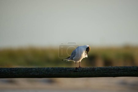 Photo for Black-headed gull on a wooden slat blurred background - Royalty Free Image