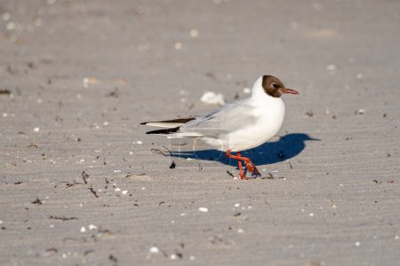 Photo for Black-headed gull on the beach, close-up - Royalty Free Image