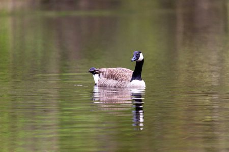 Téléchargez les photos : La bernache du Canada nage dans le lac, avec réflexion - en image libre de droit