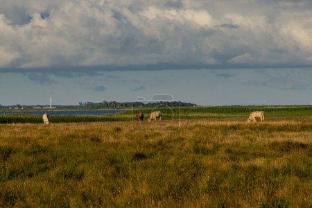Photo for Cows in a meadow on the bay - Royalty Free Image