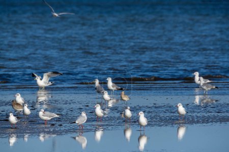 Photo for Different water birds on the Baltic Sea - Royalty Free Image
