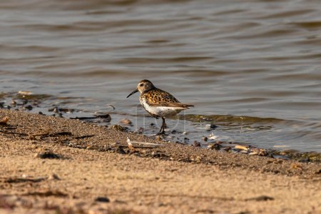 Photo for Dunlin is standing by the water's edge - Royalty Free Image