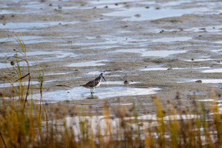 Photo for Dunlin in the mudflats - Royalty Free Image