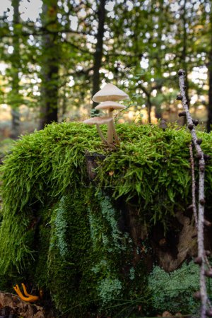 Foto de Inocybe con musgo en un tronco de árbol - Imagen libre de derechos