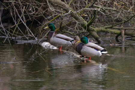 Mallards stand on a branch in the lake