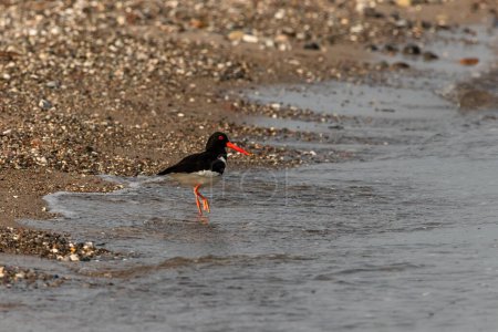Photo for Oystercatcher stands in the water on one leg - Royalty Free Image
