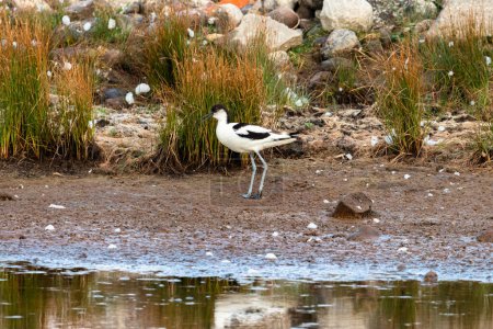 Photo for Pied avocet laterally on the water - Royalty Free Image