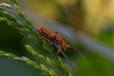 Téléchargez les photos : Le scarabée mou rouge et jaune est assis sur un brin d'herbe, macro - en image libre de droit