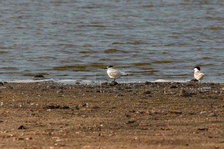 Photo for Sandwich tern in the background water - Royalty Free Image
