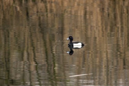 Photo for Tufted duck in the lake - Royalty Free Image