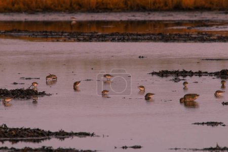 Photo for Wading birds foraging on Fehmarn - Royalty Free Image