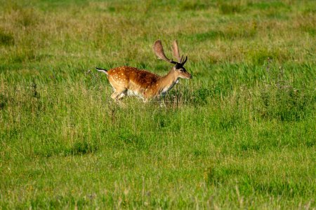 Photo for Young deer in a meadow - Royalty Free Image