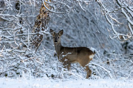 Foto de Ciervos en invierno silbando árboles - Imagen libre de derechos