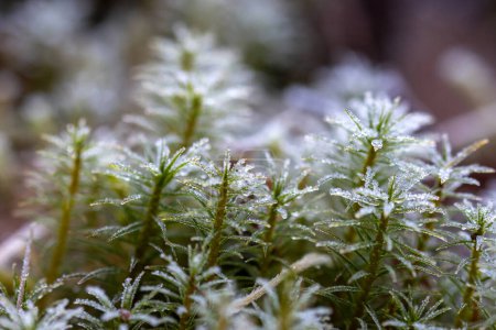 Foto de El cristal de hielo brilla sobre las hojas de musos iluminadas por el sol - Imagen libre de derechos