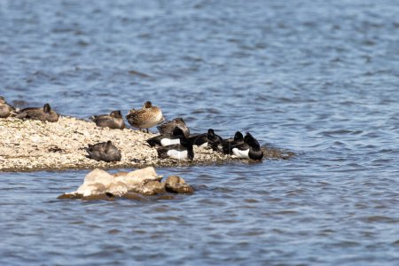Tufted ducks rest on a headland in the Wedeler Marsch