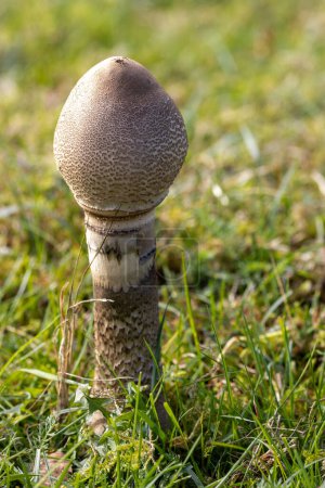 Photo for A lone mushroom growing in leafless grass - Royalty Free Image