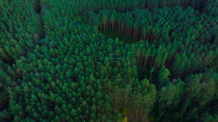 forest aesthetic wood land aerial scenic view from above foreshortening