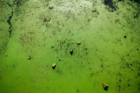 Foto de Cianobacterias contaminadas agua color verde superficie lisa fondo vista aérea - Imagen libre de derechos
