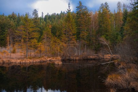 September autumn lake in the woods with spruce trees wanderlust landscape scenery view