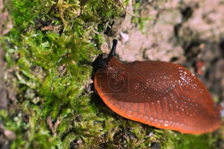 slug macro life in natural environment photo
